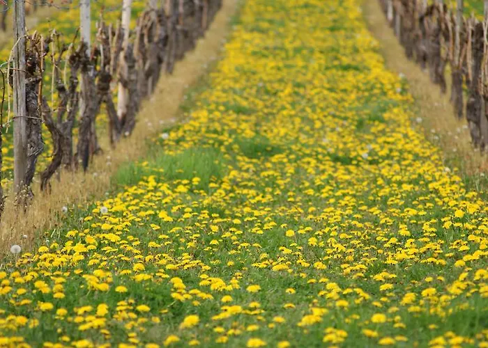 Hennen Apartamento Konz