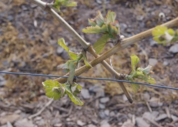 Apartamento Hennen *