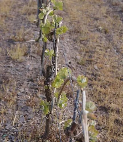 Apartamento Hennen Konz