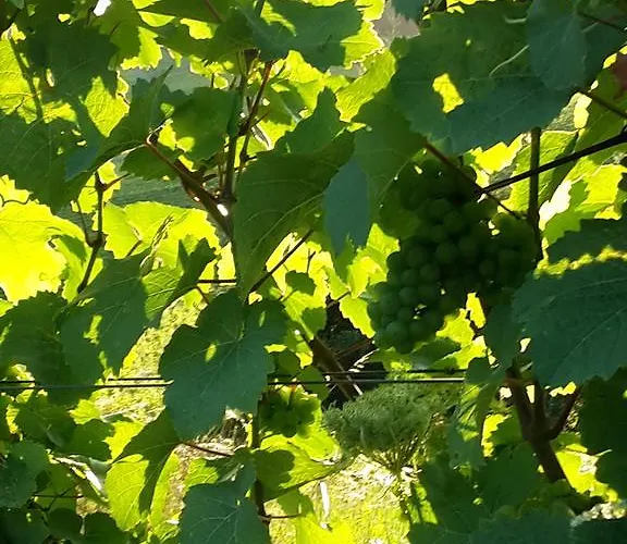 Hennen Apartamento Konz